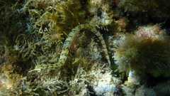 Corythoichthys flavofasciatus