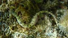 Corythoichthys flavofasciatus