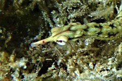 Corythoichthys flavofasciatus