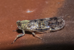 Melanoliarus placitus