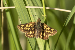 Carterocephalus mandan mandan