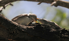 Polioptila nigriceps