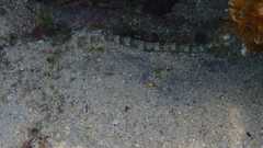 Corythoichthys schultzi