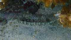 Corythoichthys schultzi