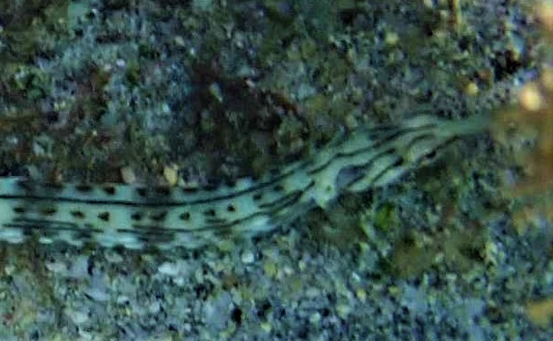 Gilded pipefish