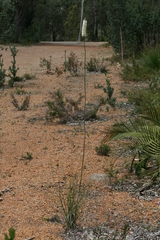 Xanthorrhoea gracilis