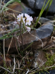 Cardamine polemonioides