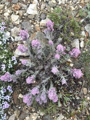 Castilleja schizotricha