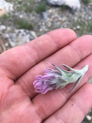 Castilleja schizotricha