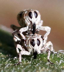 Cylindrocopturus adspersus