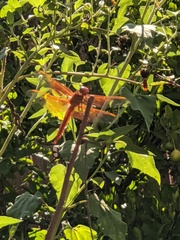 Libellula saturata
