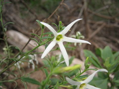 Anthocercis angustifolia