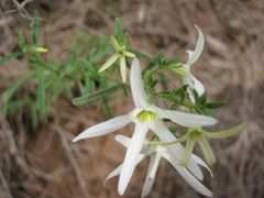 Anthocercis angustifolia