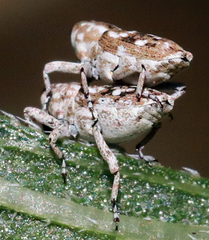 Cylindrocopturus adspersus