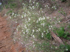 Anthocercis angustifolia