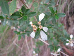 Spyridium spathulatum