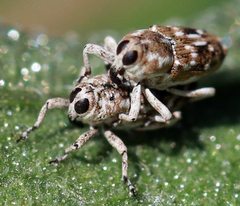 Cylindrocopturus adspersus