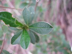 Spyridium spathulatum