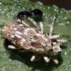 Cylindrocopturus adspersus