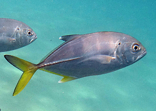 Bigeye Trevally