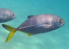 Bigeye Trevally photo 4