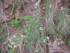 Spyridium spathulatum