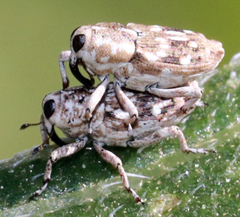 Cylindrocopturus adspersus