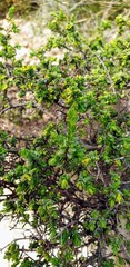 Pimelea serpyllifolia serpyllifolia