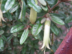 Correa glabra