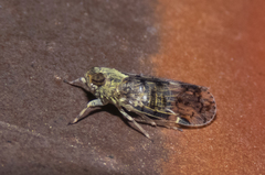 Melanoliarus placitus