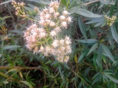 Baccharis salicifolia