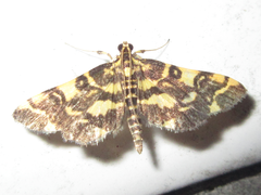 Piletocera luteosignata