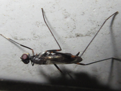 Rainieria