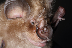 Rhinolophus deckenii