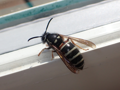 Vespula intermedia