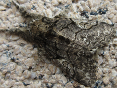 Calliteara conjuncta