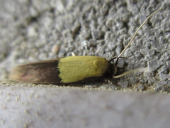 Opogona nipponica