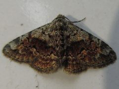 Paragona multisignata