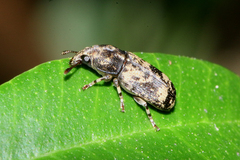 Basitropis