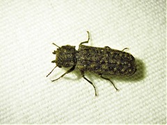 Lichenophanes bicornis