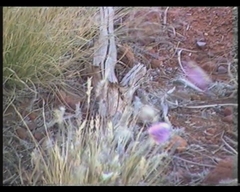 Ptilotus helipteroides