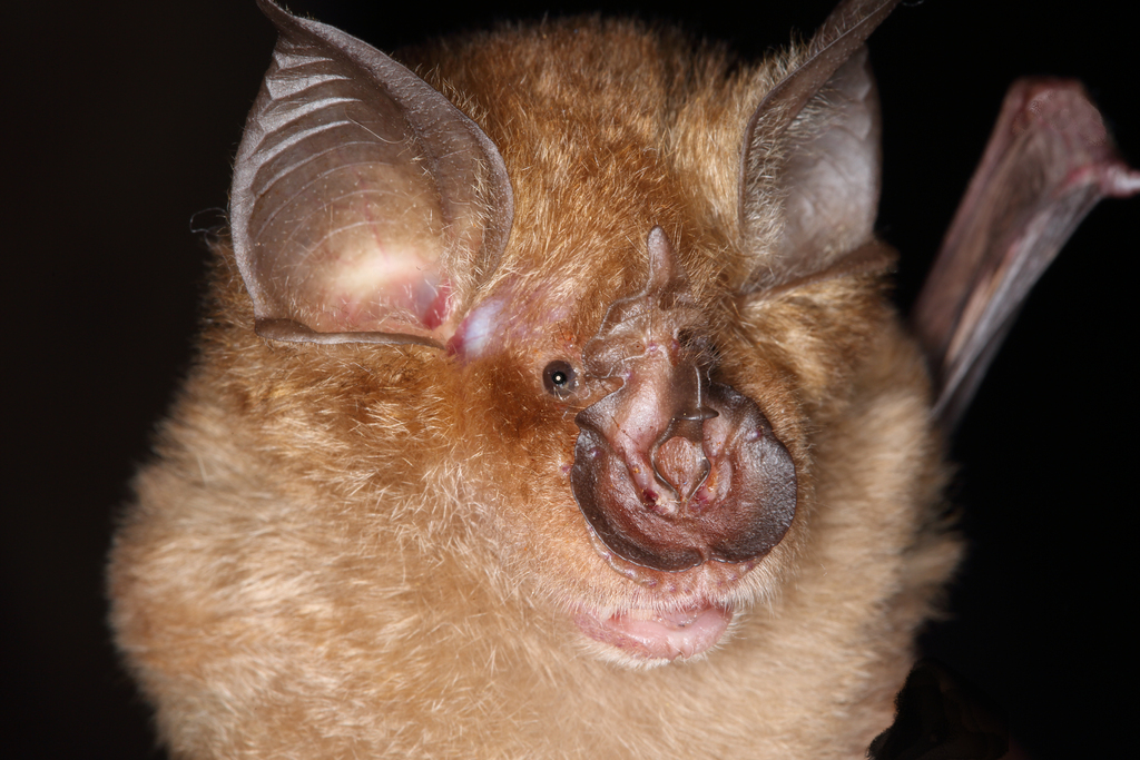 vrápenec Deckenův (Mammals of Zanzibar archipelago) · iNaturalist