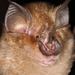 Decken's Horseshoe Bat - Photo (c) Paul_Webala, some rights reserved (CC BY-NC), uploaded by Paul_Webala