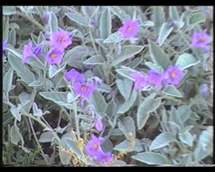 Solanum centrale
