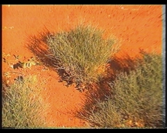 Leptosema chambersii