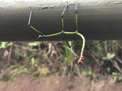 Phraortes stomphax