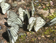 Aporia crataegi