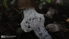 Phallus merulinus