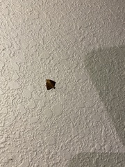 Quasithosea obliquistriga