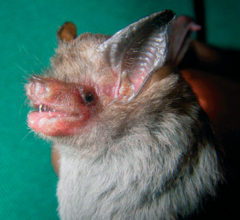 Hog-Nosed Bat photo 1